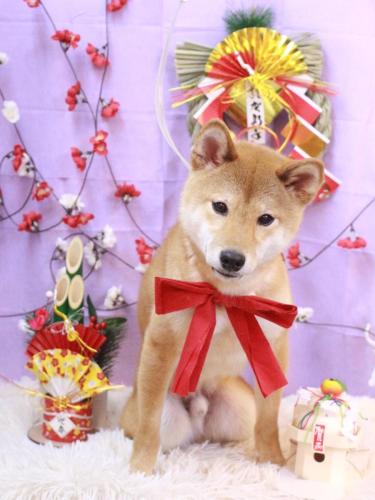 20230121れんたろうくん